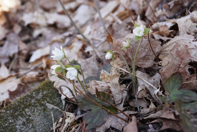 The sharp-lobed liverleaf – a springtime ephemeral typical of the Laurentian maple forest