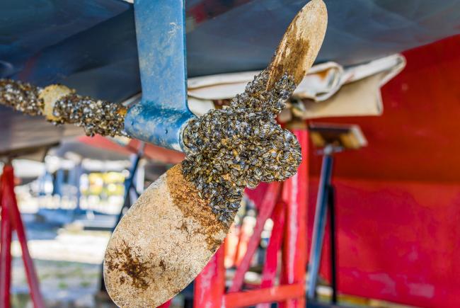 Boat propeller covered with zebra mussels, an invasive species well established in Quebec.
