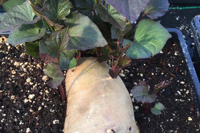 Sweet potato germination