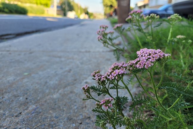 Yarrow, a natural beauty aid on a lawn