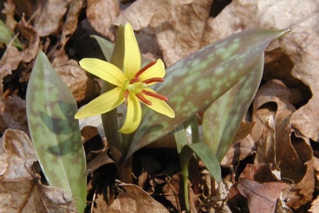 The yellow trout lily is widespread in Québec’s maple stands