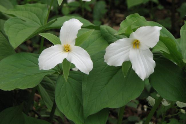 The white trillium, a species indicative of a rich forest floor