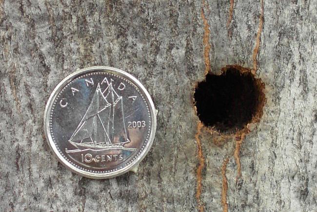 Visual 8 - Asian longhorned beetle (Anoplophora glabripennis) - Exit hole & dime