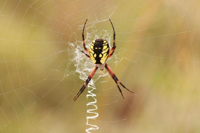 The garden spider (Argiope aurantia) is generally found immobile, head down, at the center of a large web marked by a zigzag known as the stabilimentum. It ranks with the most beautiful spiders in Québec.