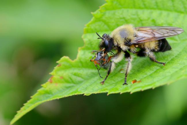 Les asilides sont des mouches prédatrices voraces. Celle-ci, du genre Laphria, est très commune au Québec.