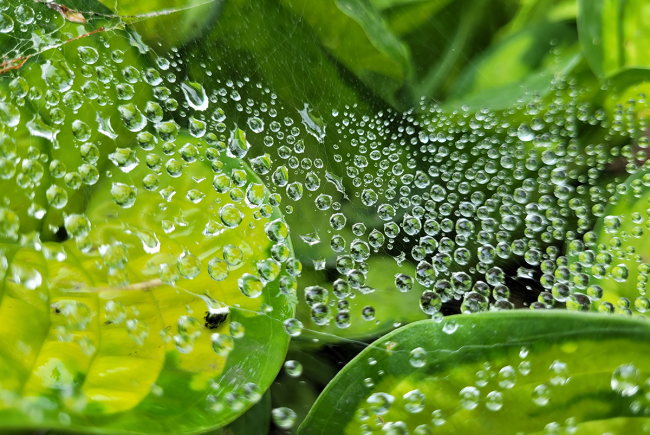 Gouttes de pluie dans une toile d’araignée
