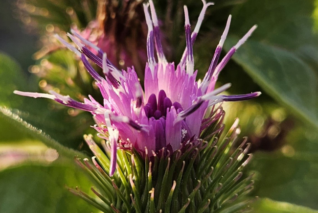 Une spectaculaire fleur de bardane