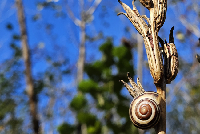 Un escargot sur une tige sèche
