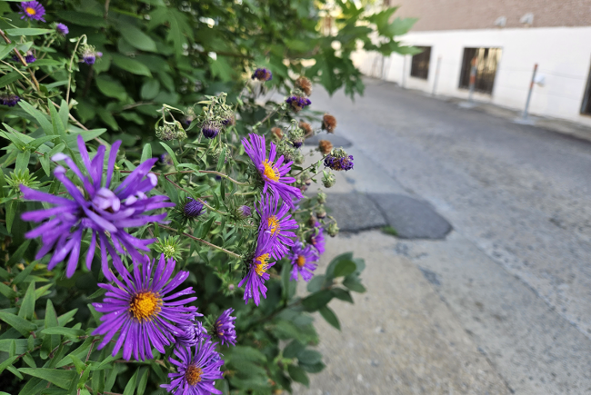 L’aster de Nouvelle-Angleterre nous surprend parfois dans les ruelles.