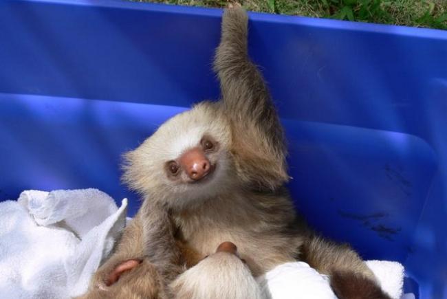 The Laid Back Life Of A Sloth Blog Space For Life