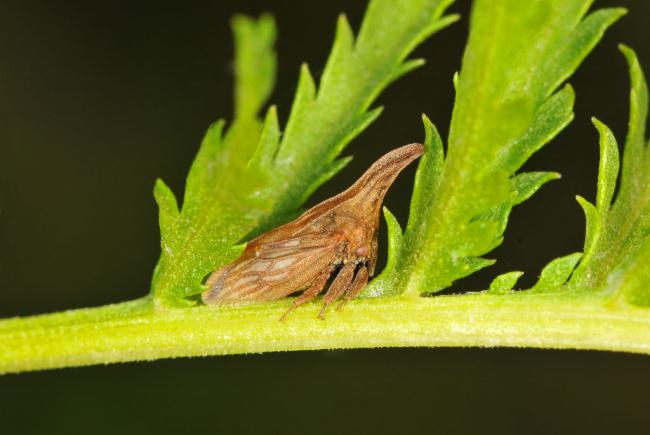 Campylenchia latipes - This small treehopper is the same color as its environment.