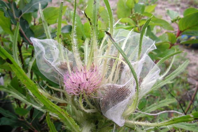 Nets for harvesting Mingan thistle seeds