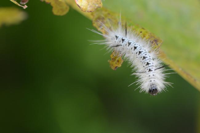 pix Chenille Jaune Poilu Quebec Papillon chenilles poilues et irritations