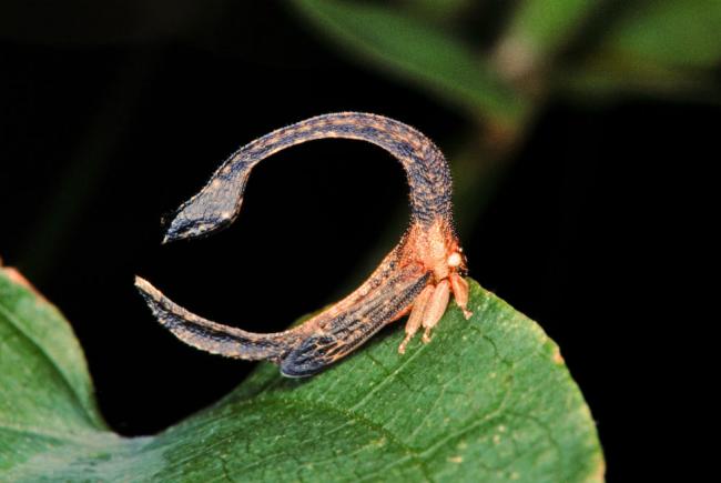 Cladonota sp. - Ce petit membracide affiche la même couleur que son milieu de vie.