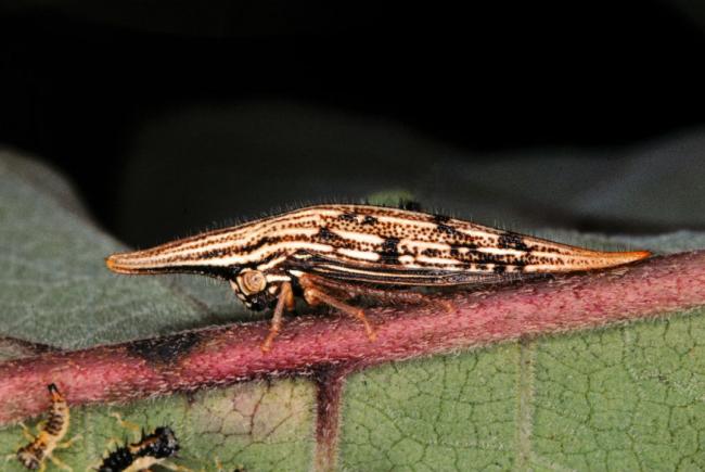Polyglypta sp.- Ce petit membracide affiche la même couleur que son milieu de vie.