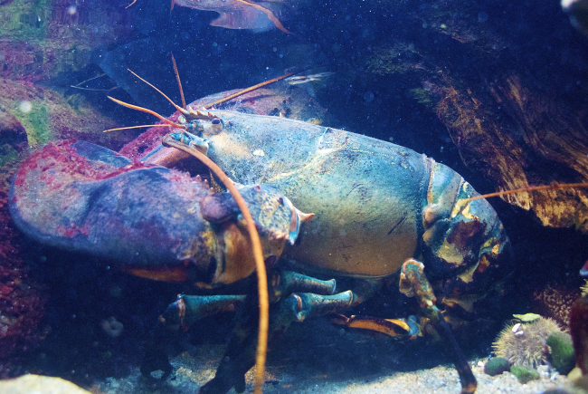 Invertebrates at the Biodôme