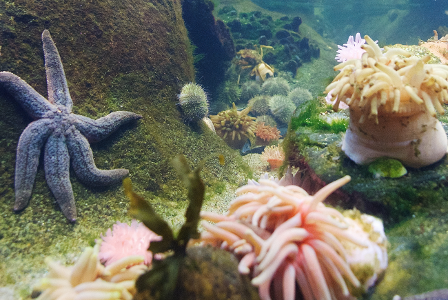 Invertebrates at the Biodôme