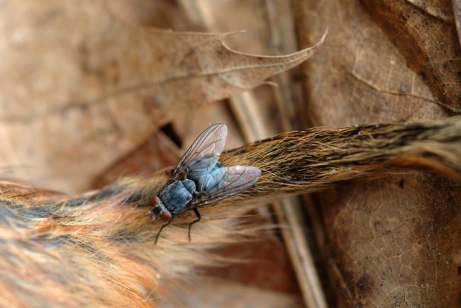 Attirée par le corps mort d’un tamia, cette mouche s’apprête à y pondre ses œufs. 