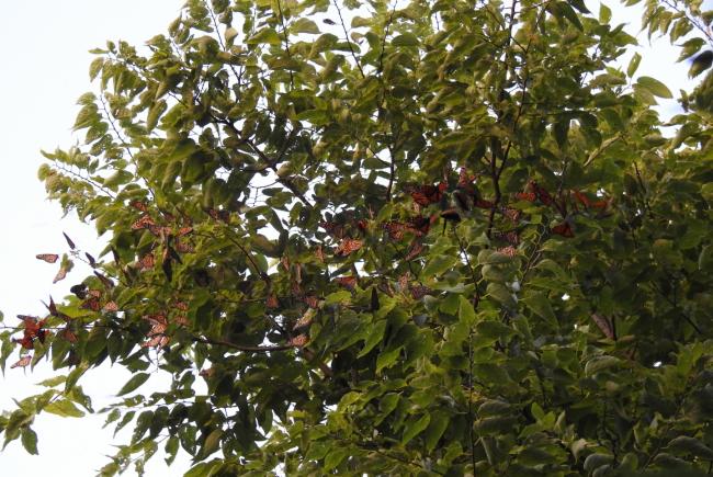 Monarchs roosting (Point Pelee, Ontario)