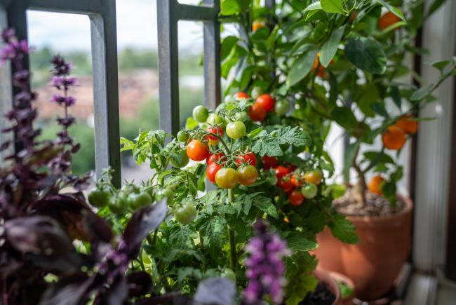Tomates © Dima Berlin