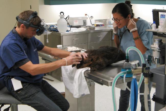 Les vétérinaires s'occupent de la femelle castor © Biodôme de Montréal