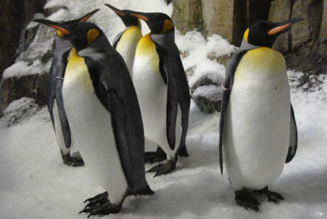 King penguins © Biodôme