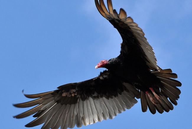 Turkey vulture © Flikr (jamia54)