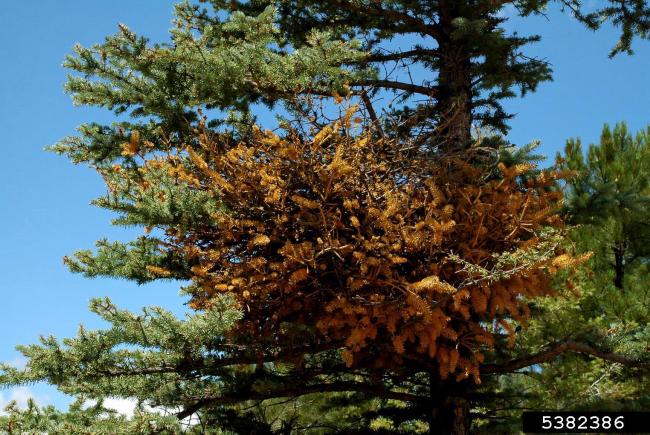 Spruce broom rust (Chrysomyxa arctostaphyli)
