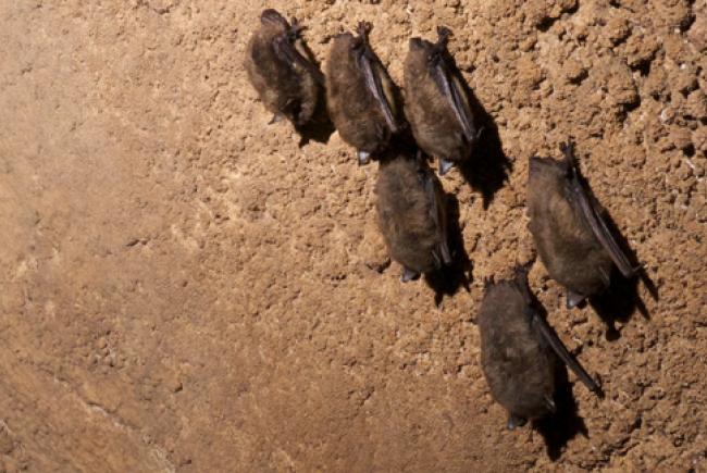 Chauve-souris brune - Myotis lucifugus