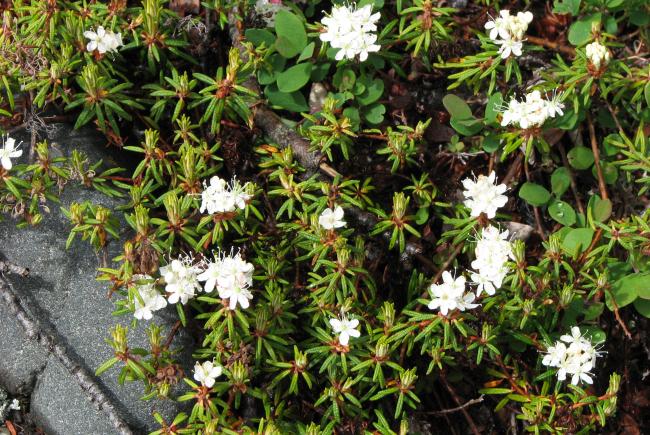 Labrador tea (Rhododendron groenlandicum)