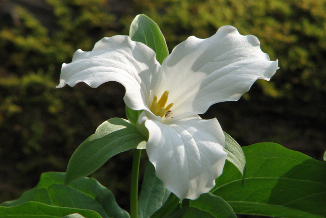 Le trille blanc (Trillium grandiflorum) n’est pas classé comme une plante menacée ou vulnérable, il est cependant dans la catégorie des plantes vulnérables à la récolte. 