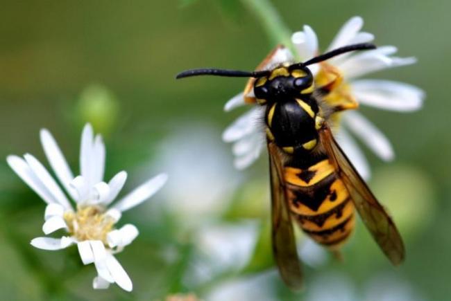The German Yellowjacket (Vespula germanica) is a common species observed in Québec.