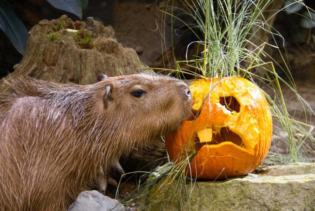 Capybara with a pumpkin