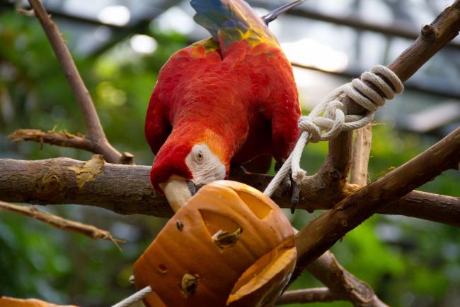 Scarlet macaw with a pumpkin