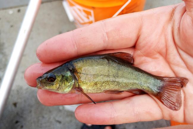 Juvenile tench.