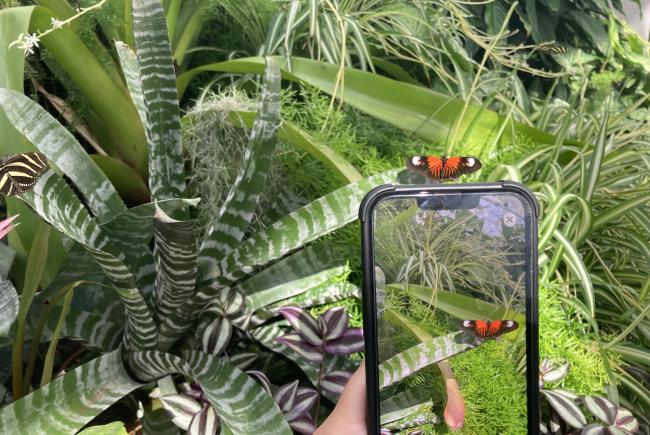 Dans le Grand Vivarium, une fonction de reconnaissance visuelle identifie les papillons et coléoptères en liberté, simplement en prenant leur photo. 