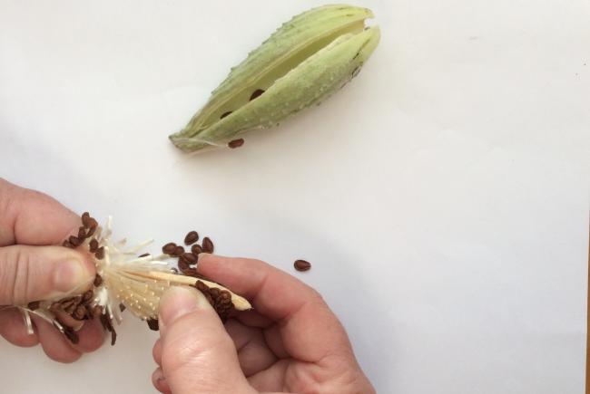 How to separate seeds from fluff.