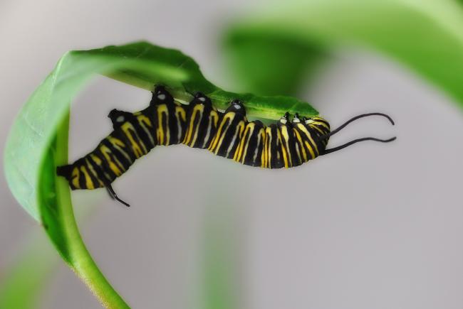 Monarch caterpillar eating milkweed