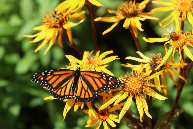 Monarque (Danaus plexippus)