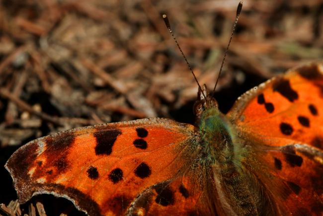 Eastern comma