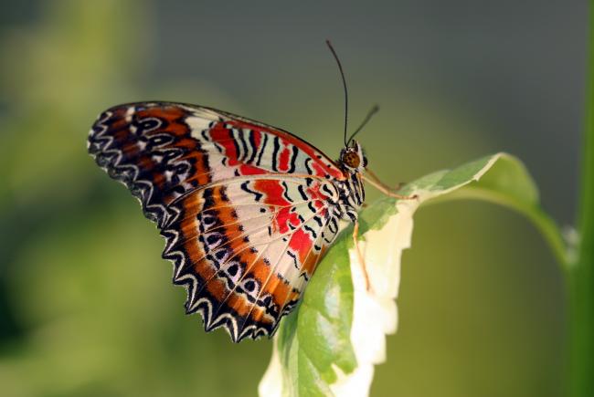 Dentellière rouge (Cethosia biblis) 