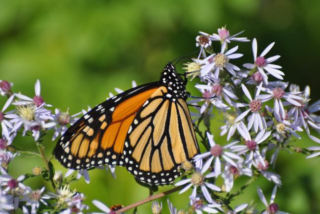 Un million d’espèces animales et végétales sont menacées d’extinction, comme le papillon monarque (Danaus plexippus).