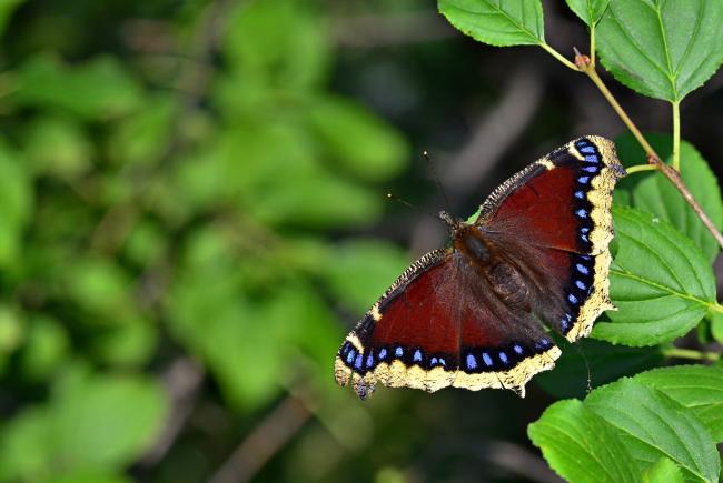 Mourning Cloak