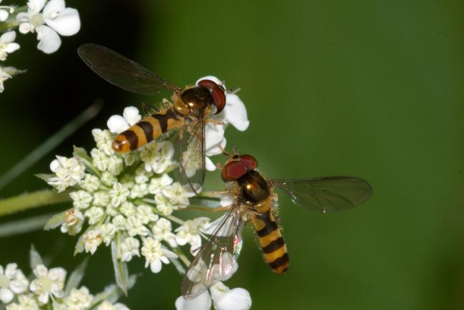 Little syrphids with a metallic elongated body are a common sight on the flowers in our gardens.
