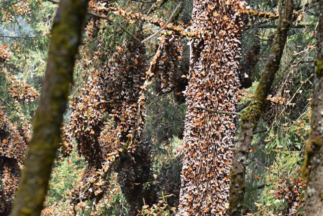 Monarch butterflies at their overwintering site in Mexico