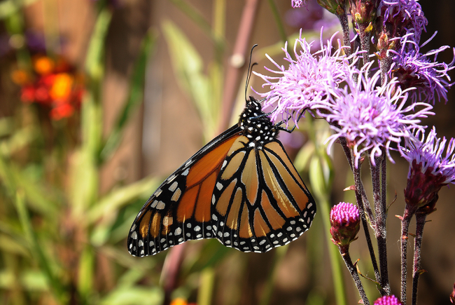 Monarch butterfly (Danaus plexippus)