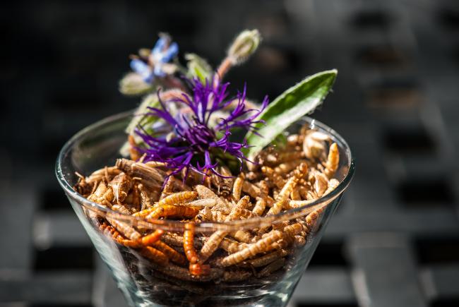 Integrated into a dish or eaten as they are, insects are filled with new flavors to discover!