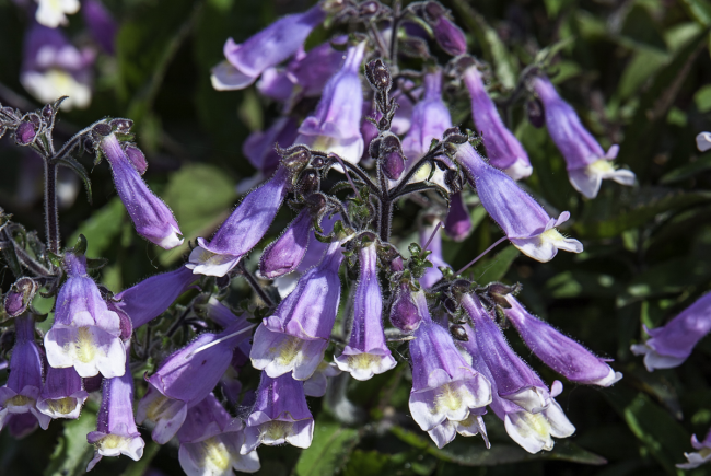 Le penstémon hirsute (Penstemon hirsutus) est une espèce floristique susceptible d’être désignée menacée ou vulnérable.