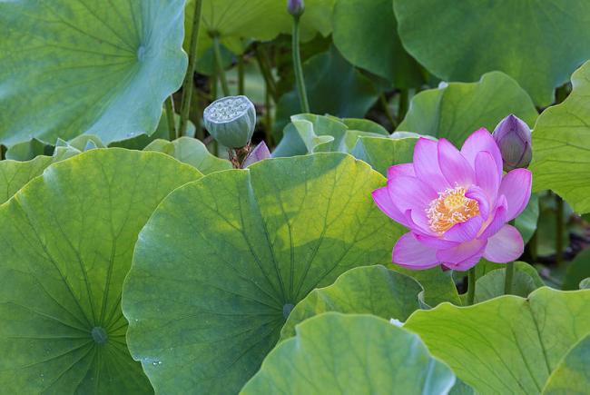 Nelumbo nucifera - lotus leaves and flower