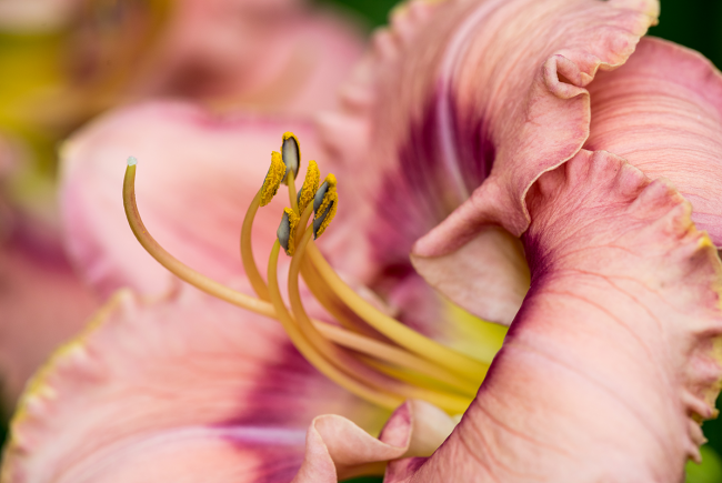 Hemerocallis 'Mystical Rainbow'
